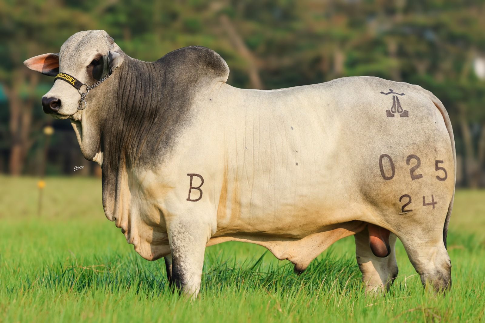 Toros