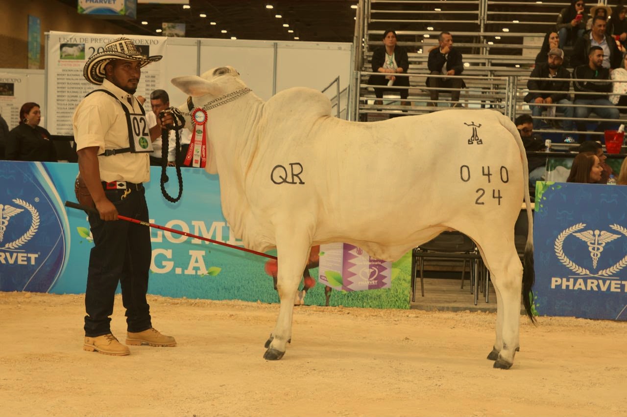 Ejemplar en exposición