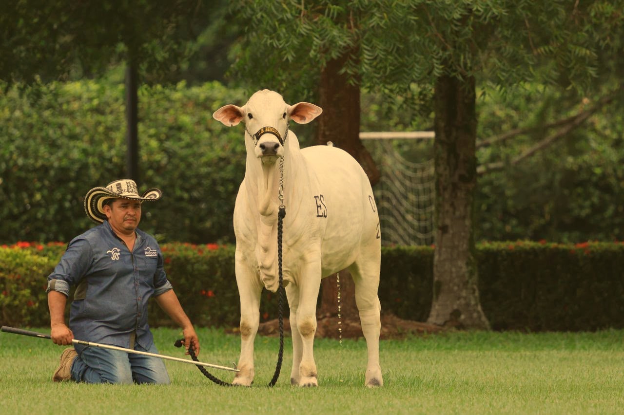 Toro Nelore frontal