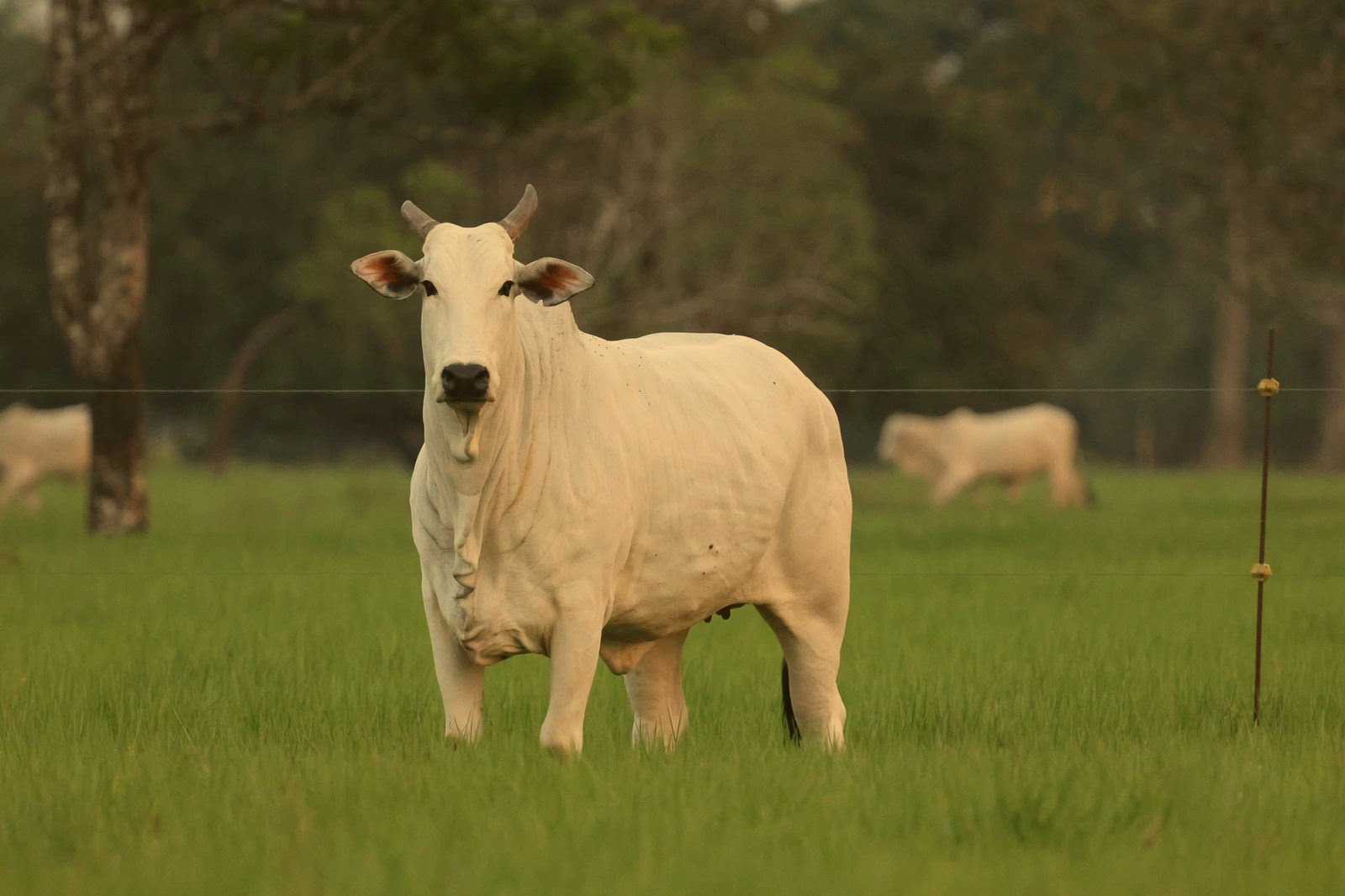 Toro Nelore frontal