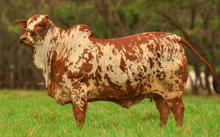 Toro Nelore manchado
